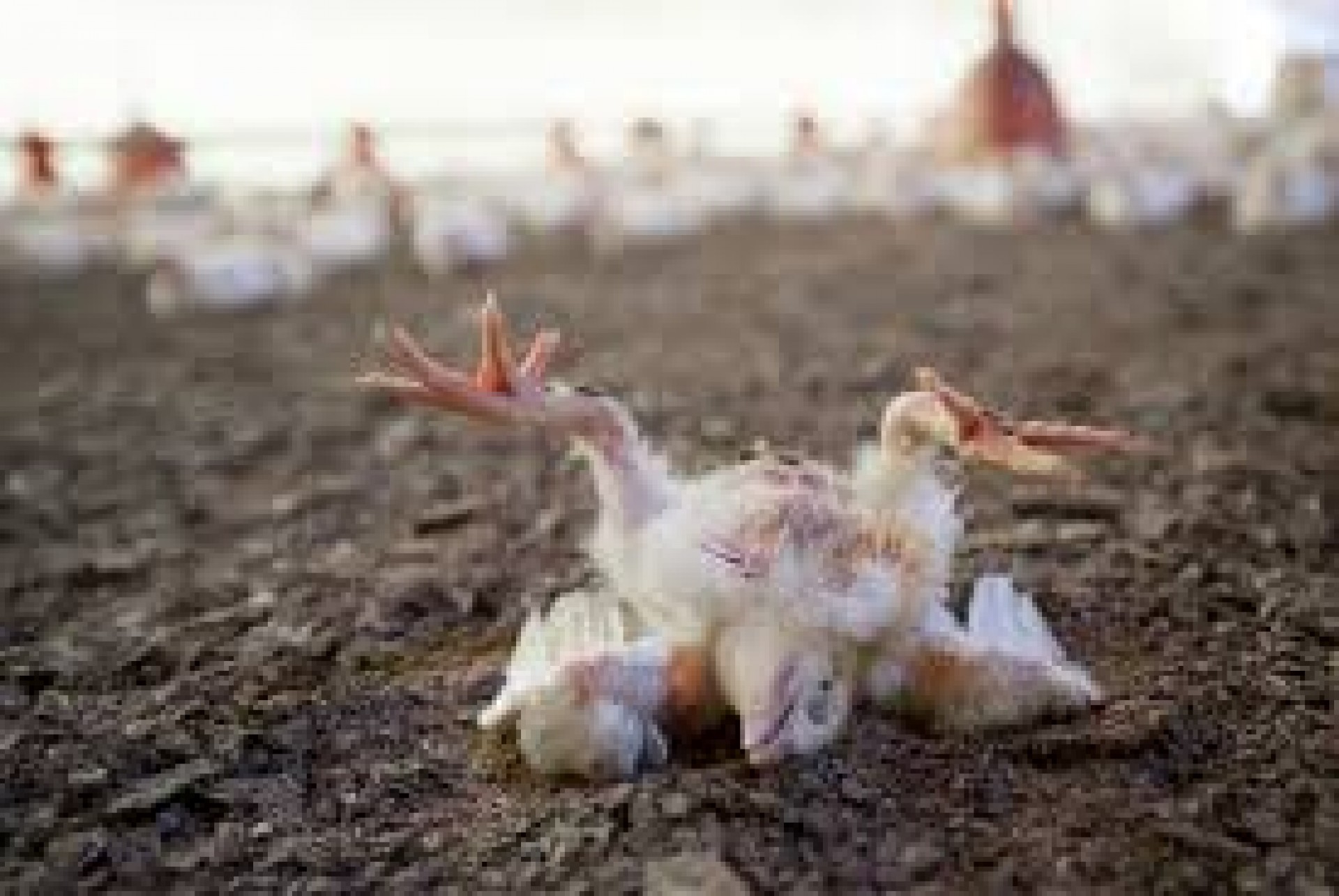 Generic placeholder image