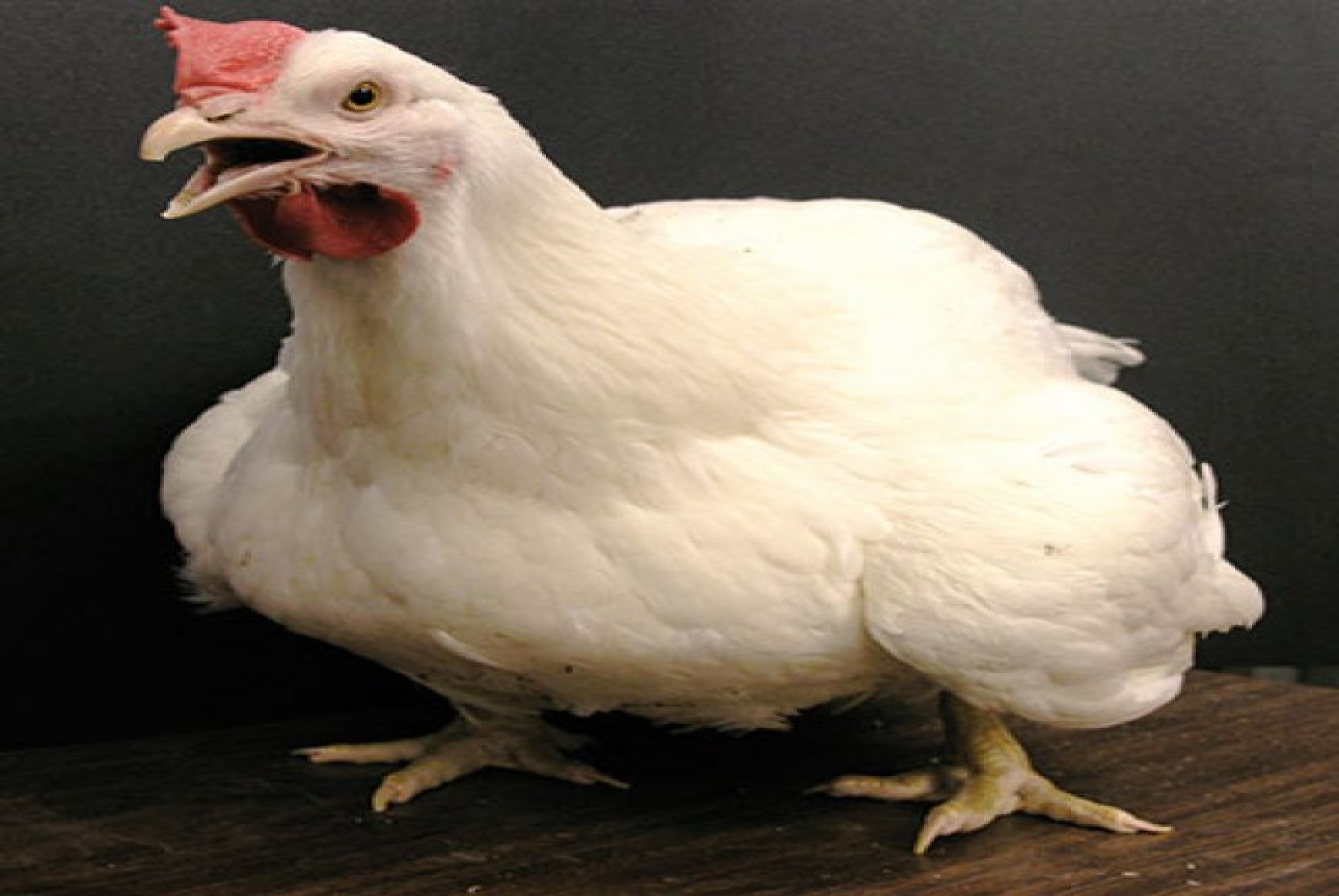 Generic placeholder image