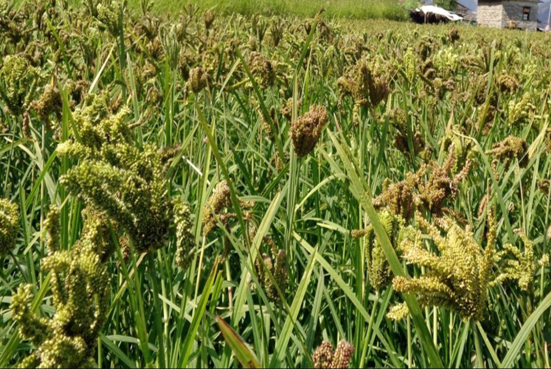 Chania